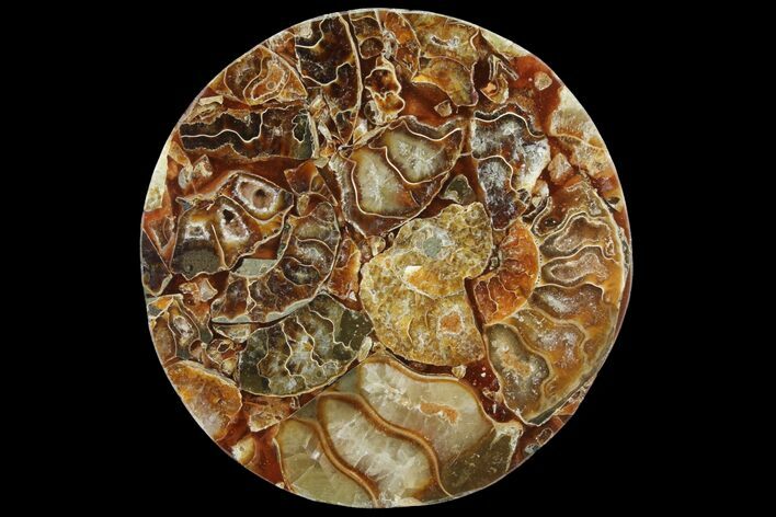 Composite Plate Of Agatized Ammonite Fossils #107213